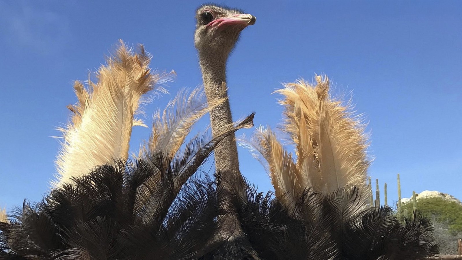 Ostrich Farm - De Palm Tours - Image 1