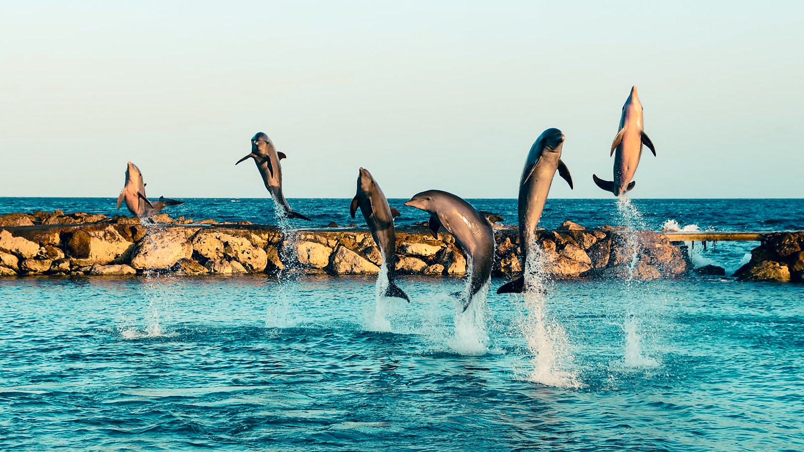 Dolphin Academy Curacao - Image 1