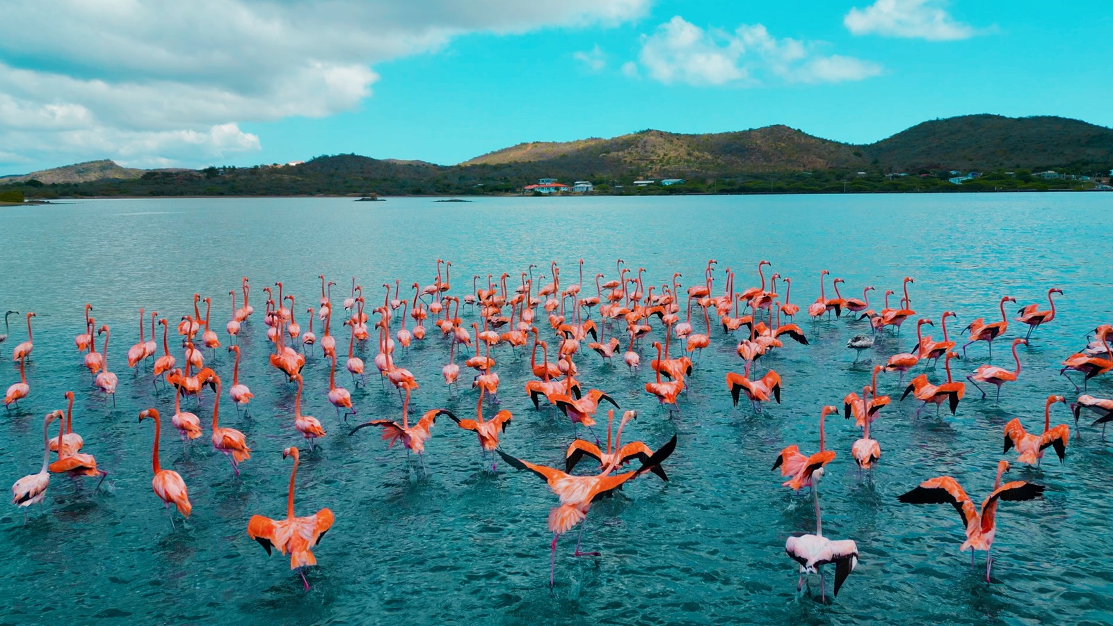 Flamingo Sanctuary Sint Willibrordus - Image 1