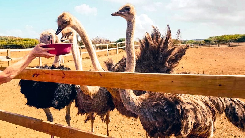Curaçao Ostrich Farm Safari