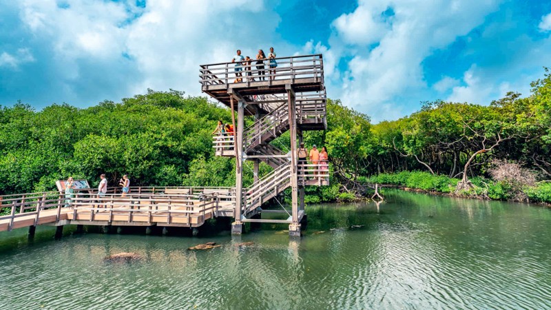 Curacao Riff Mangrove Park