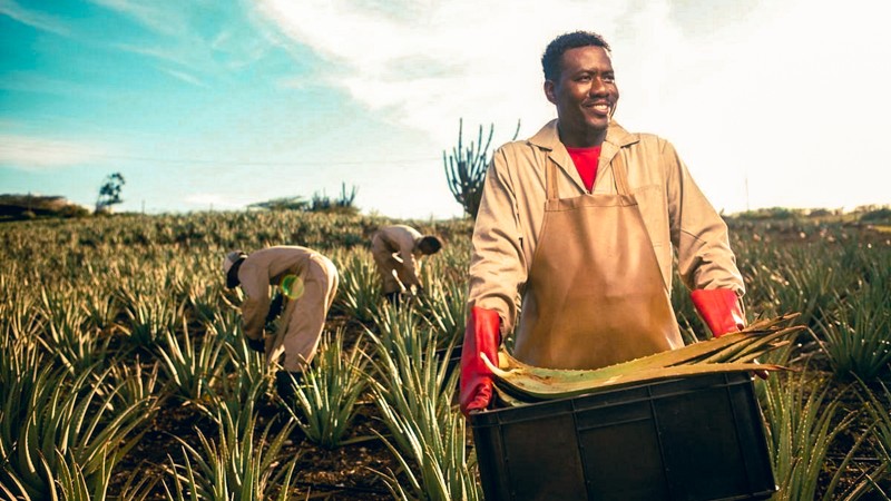 Curaloe (The Aloe Vera Plantation Curaçao)