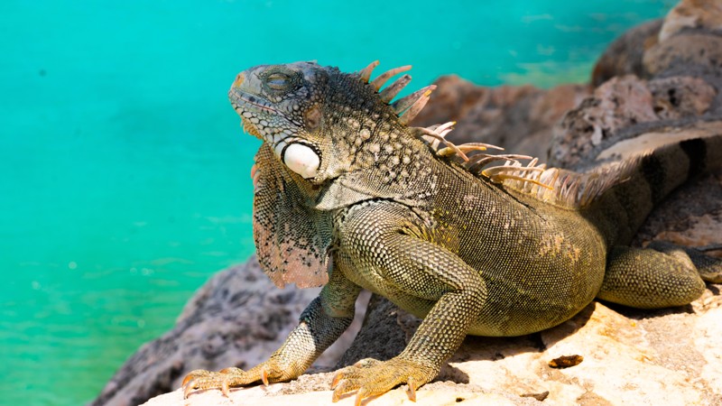 Iguanas at Playa Lagun