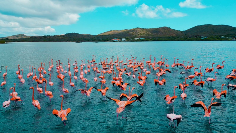 Flamingo Sanctuary Sint Willibrordus