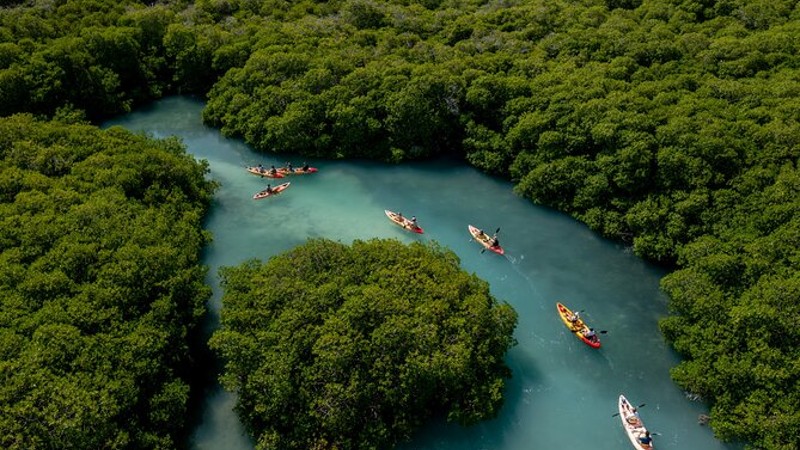 The Mangrove Center
