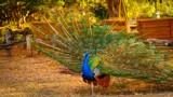 Thumbnail for Image 14