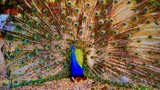 Thumbnail for Image 6
